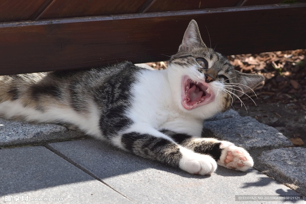 猫