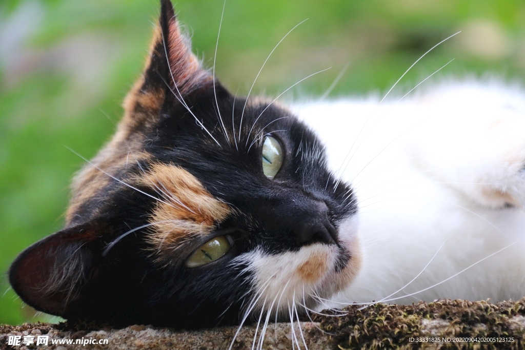 猫
