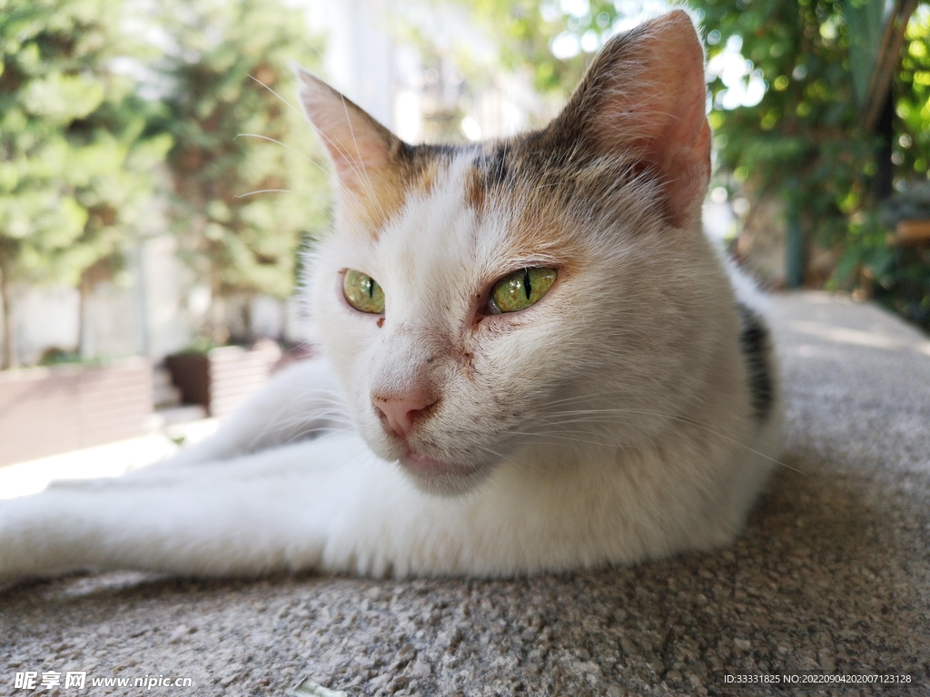 猫