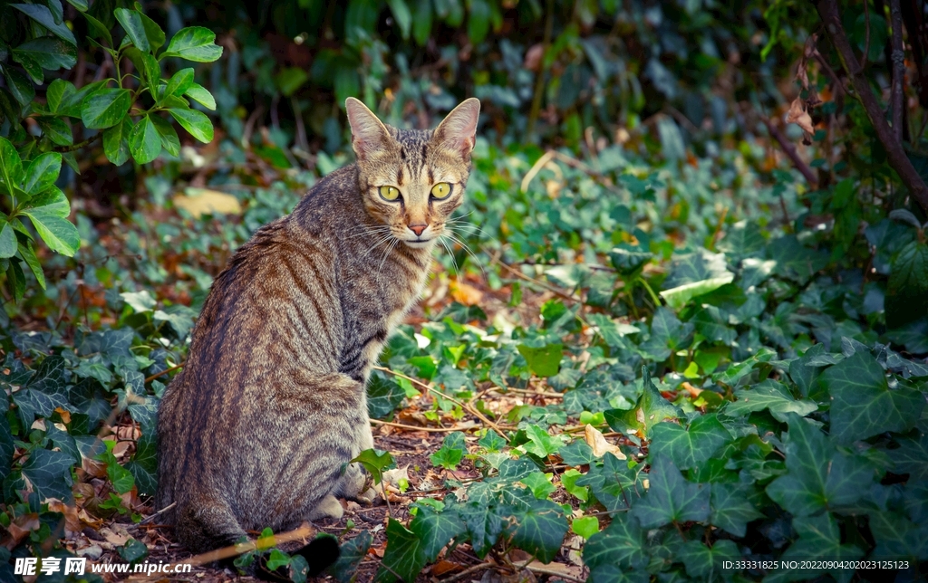 猫