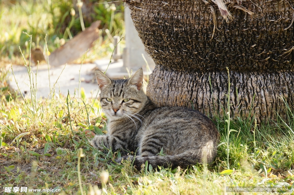 猫