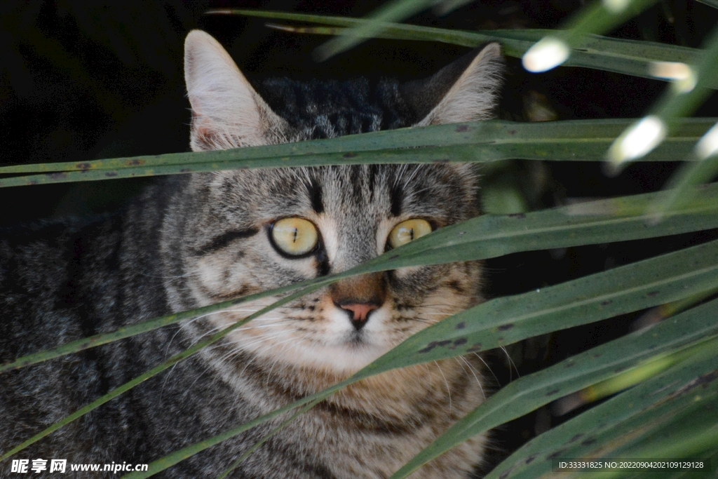 猫