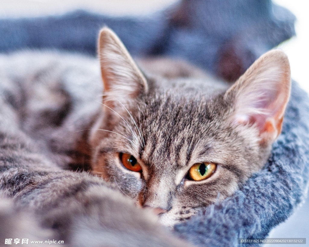 猫