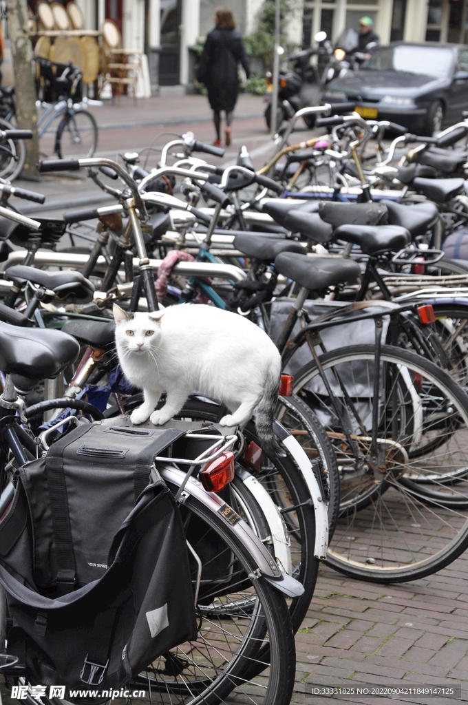 猫