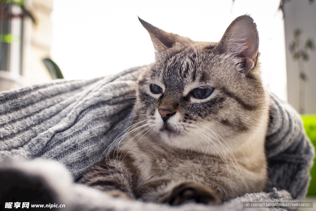 猫