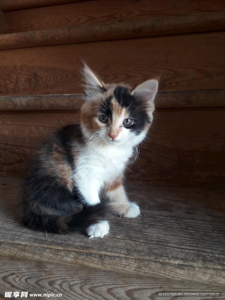 猫