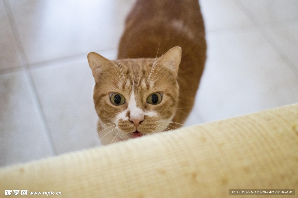 猫