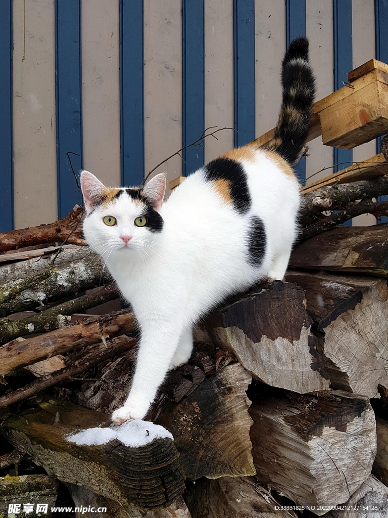 猫