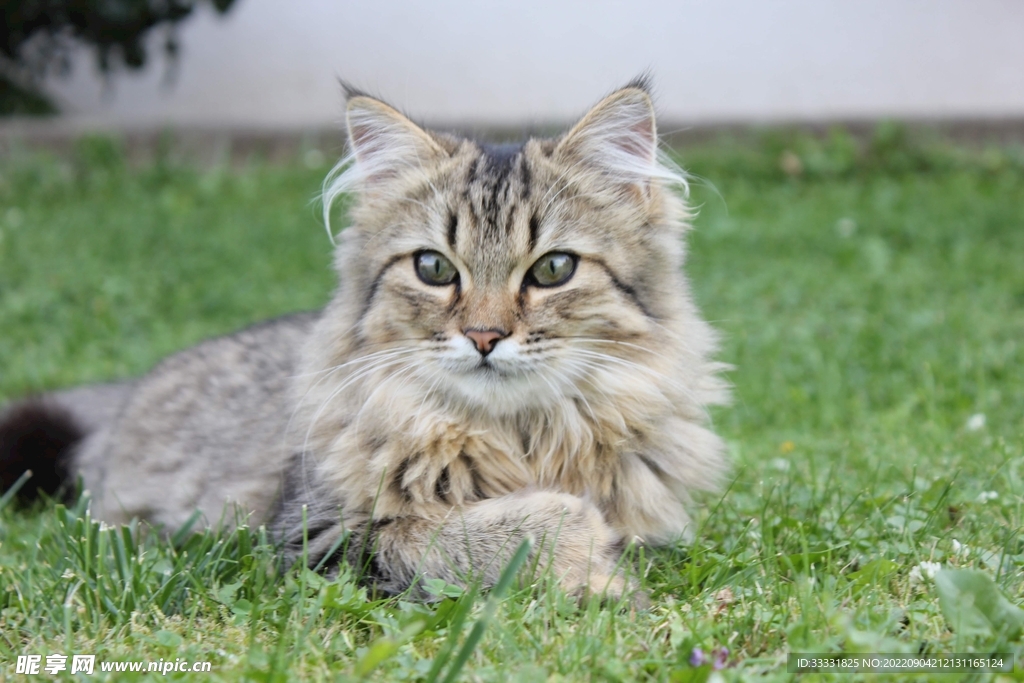 猫