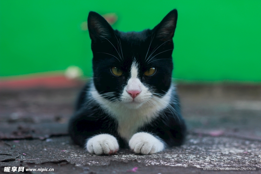 猫