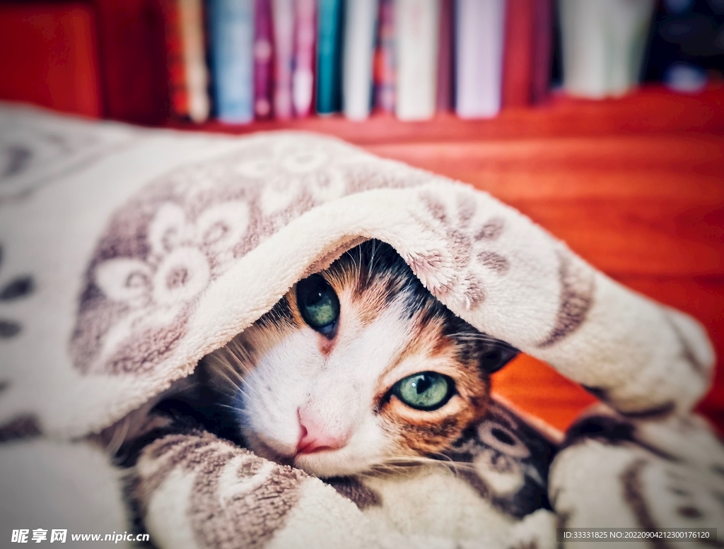 猫