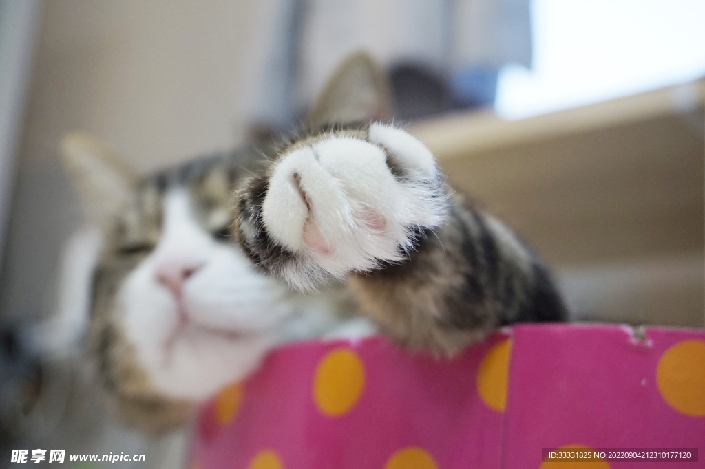 猫