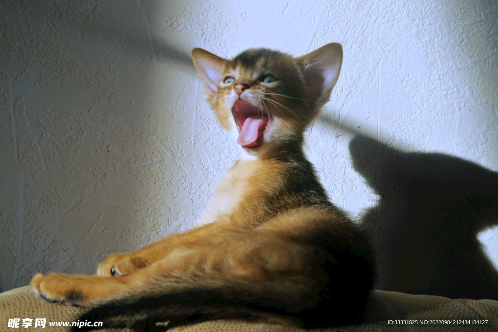 猫