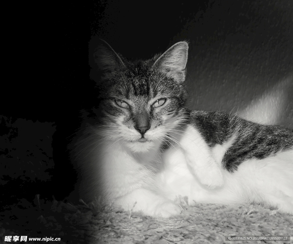 猫