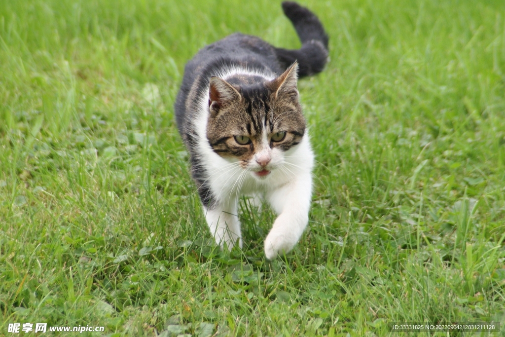 猫