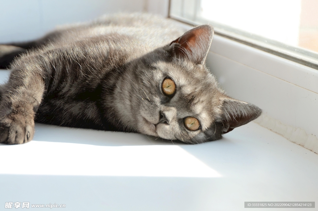猫
