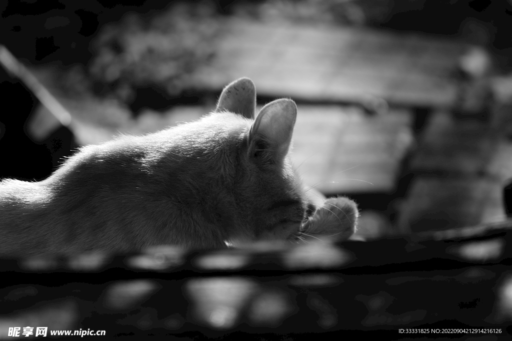 猫