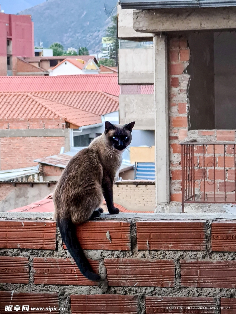 猫