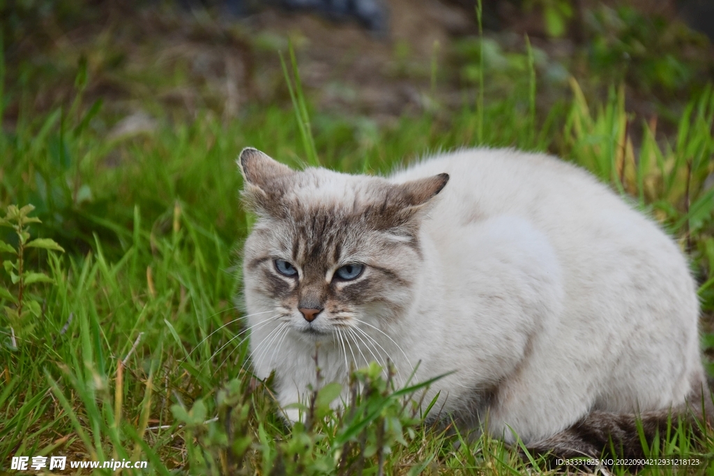 猫