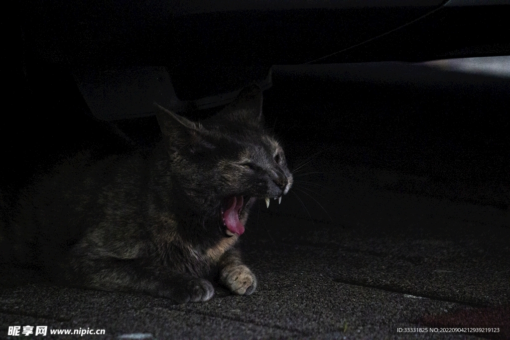 猫