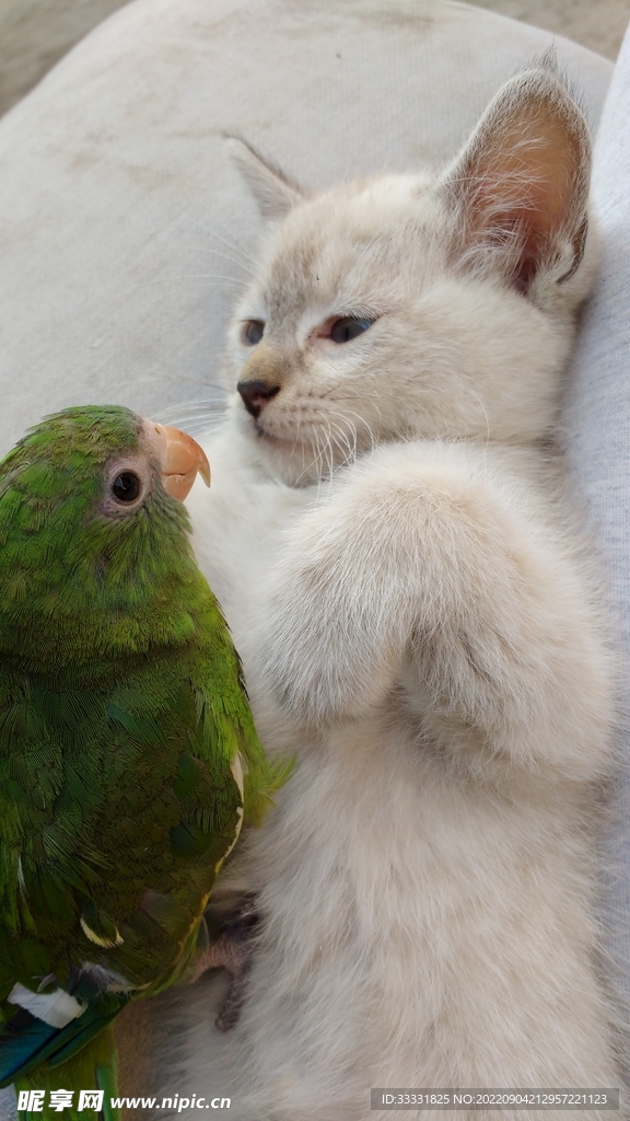 猫