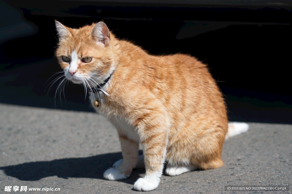 猫
