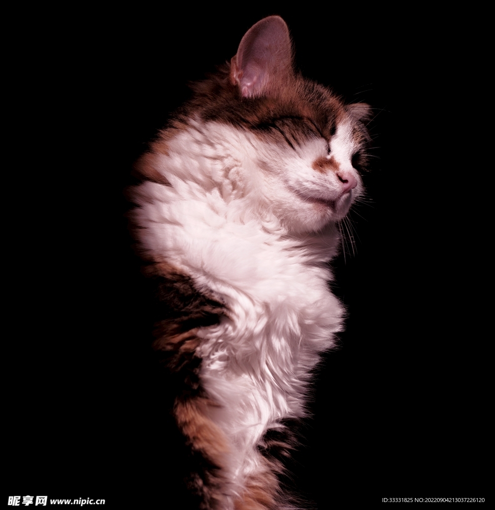 猫