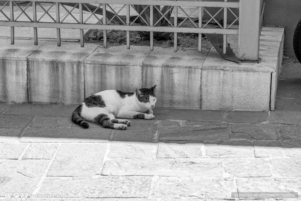 猫