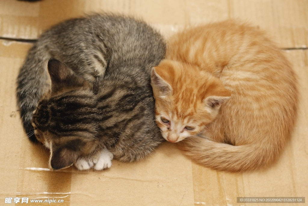 猫
