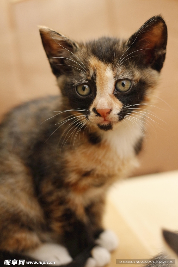 猫