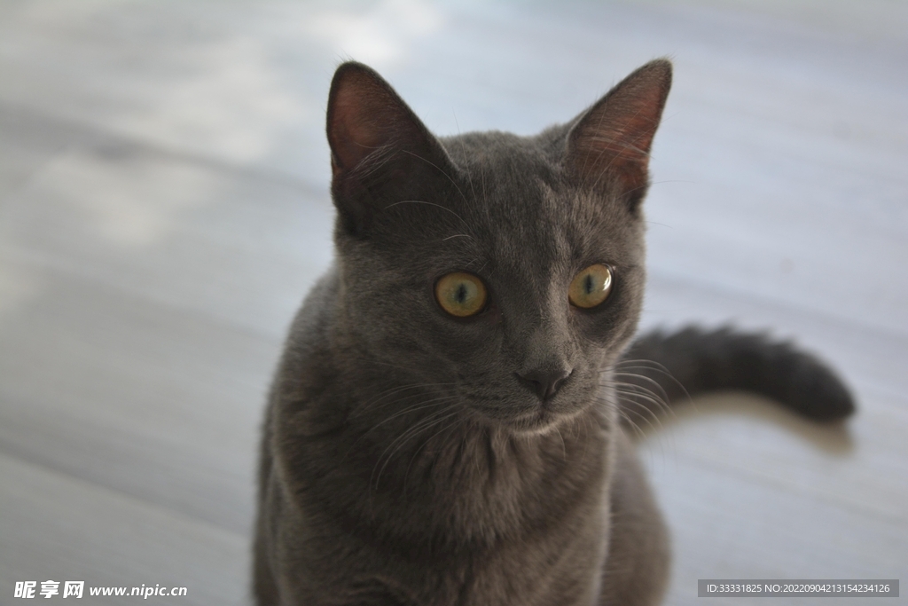 猫