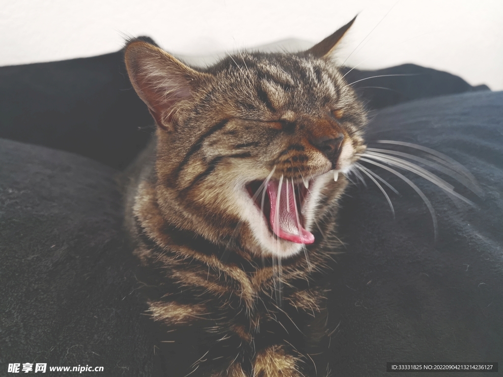 猫