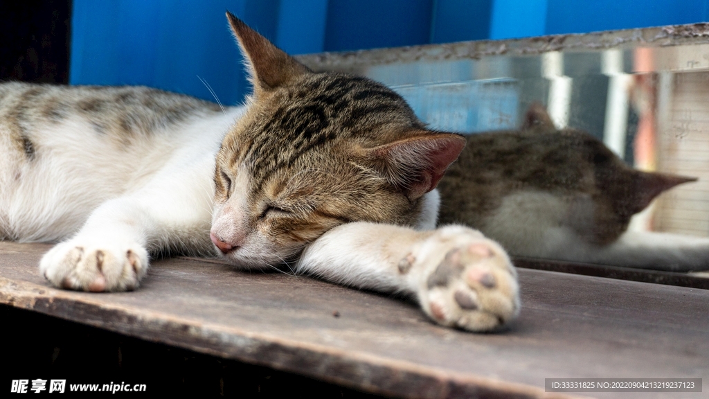 猫