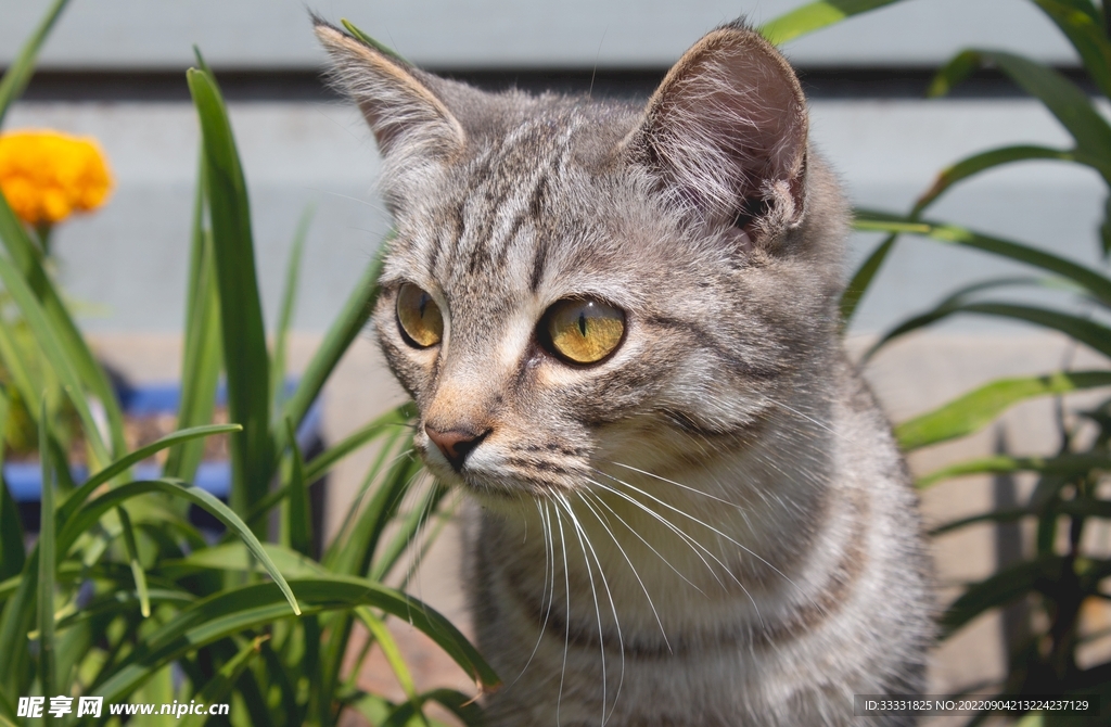猫