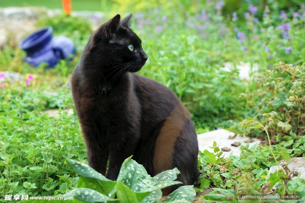 猫