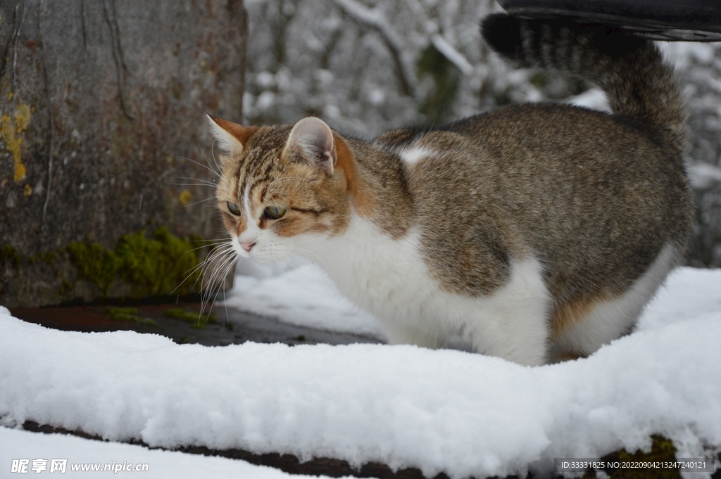 猫