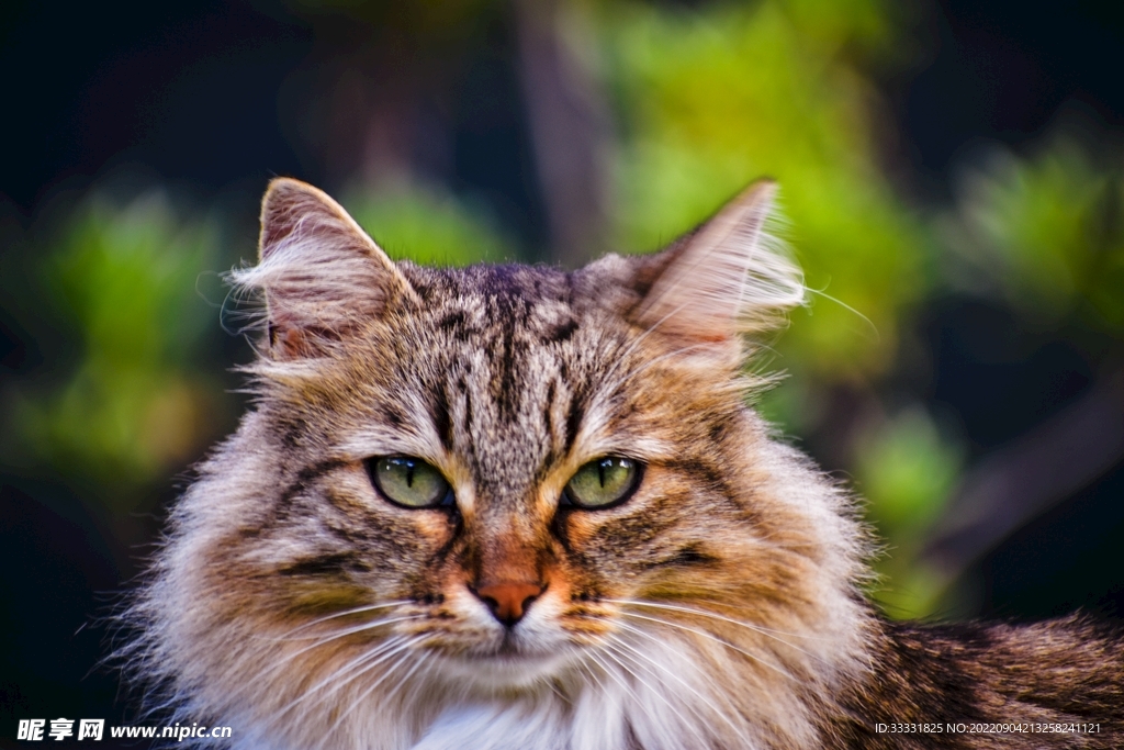 猫