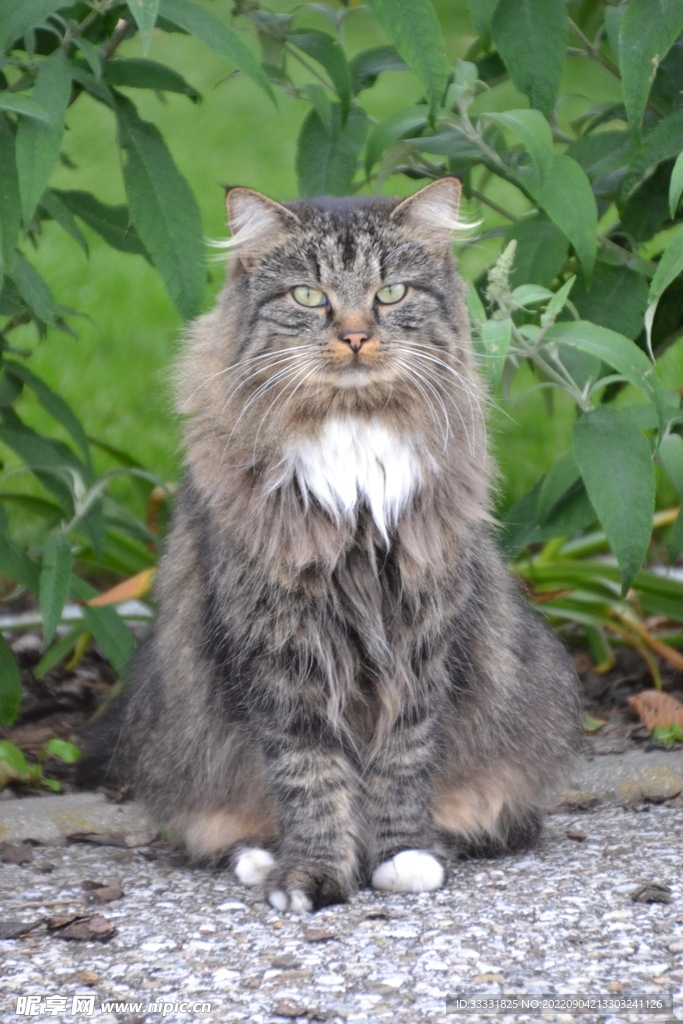 猫