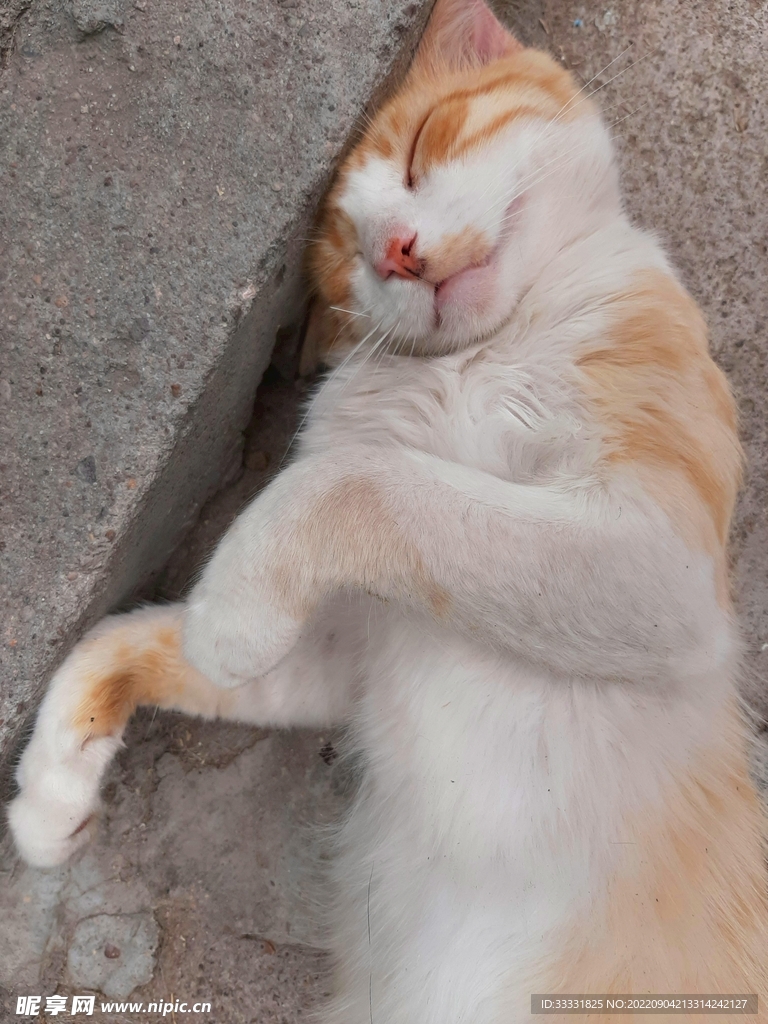 猫