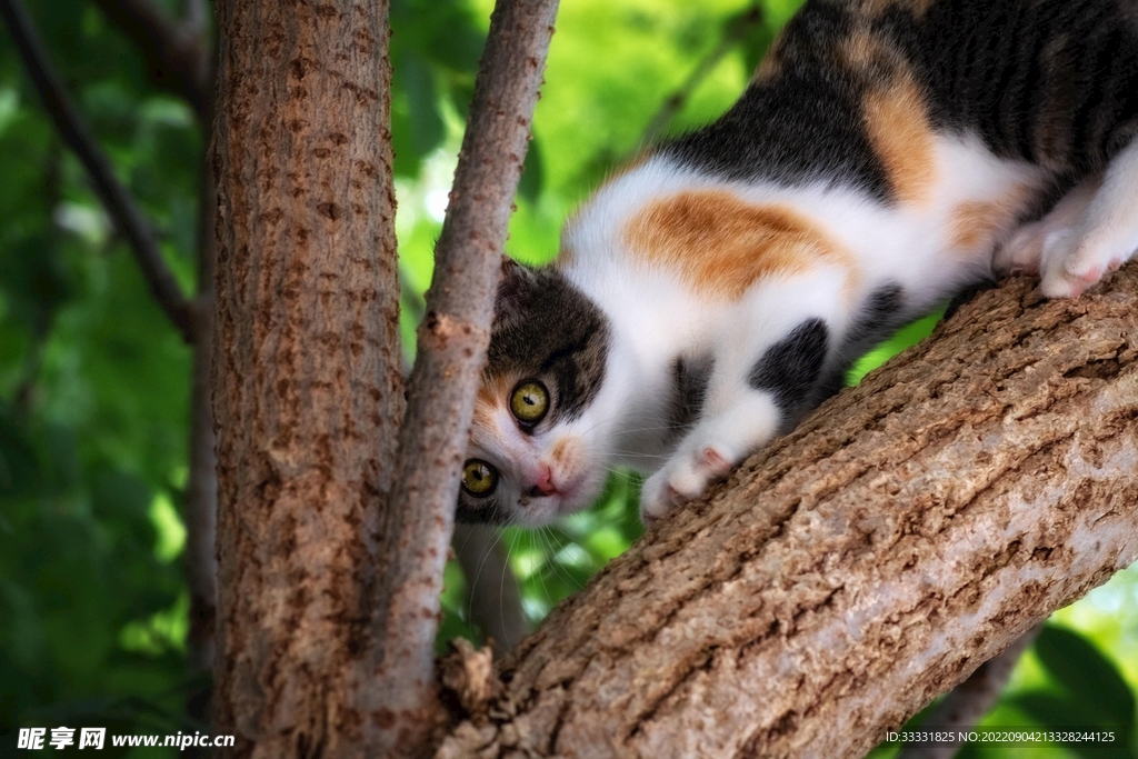 猫