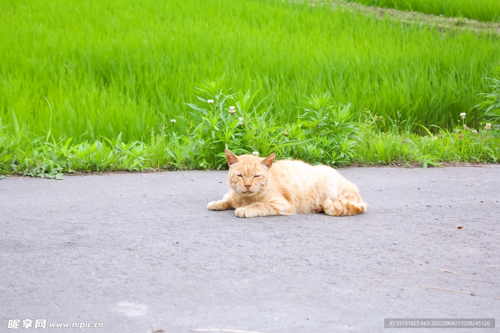 猫