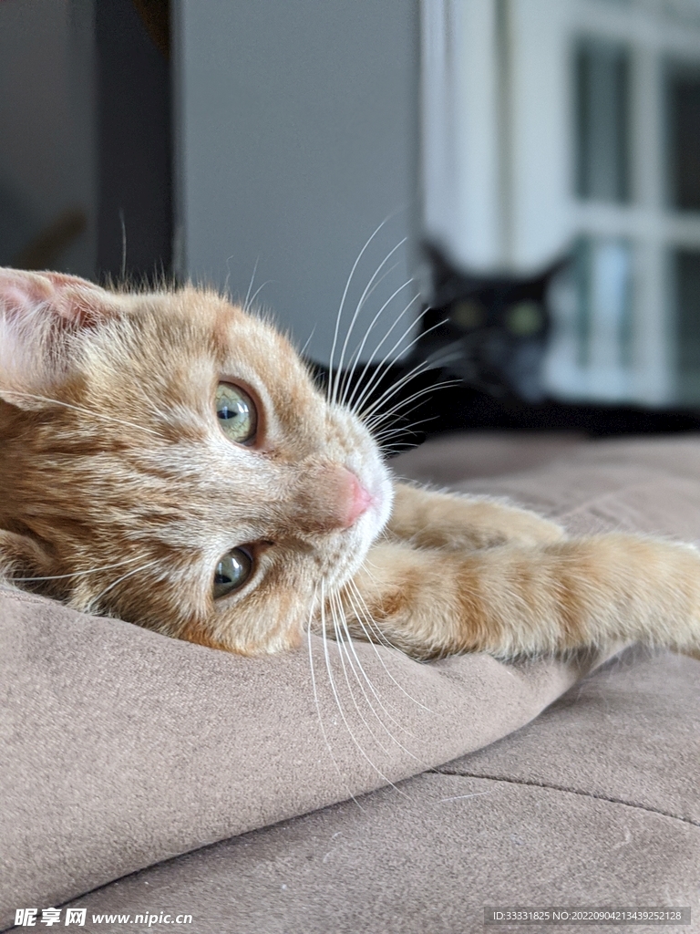 猫