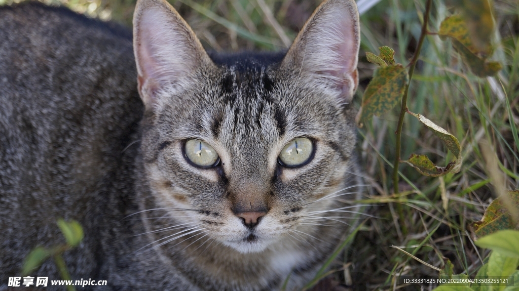 猫