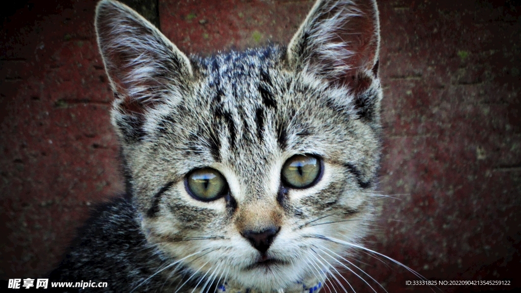 猫