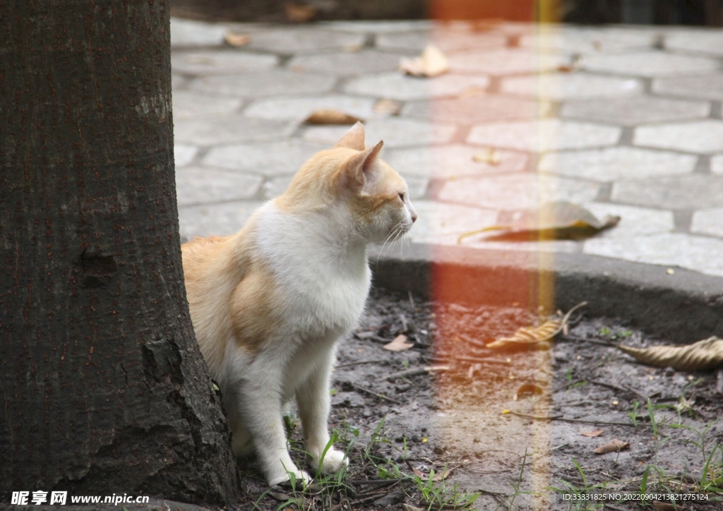 猫