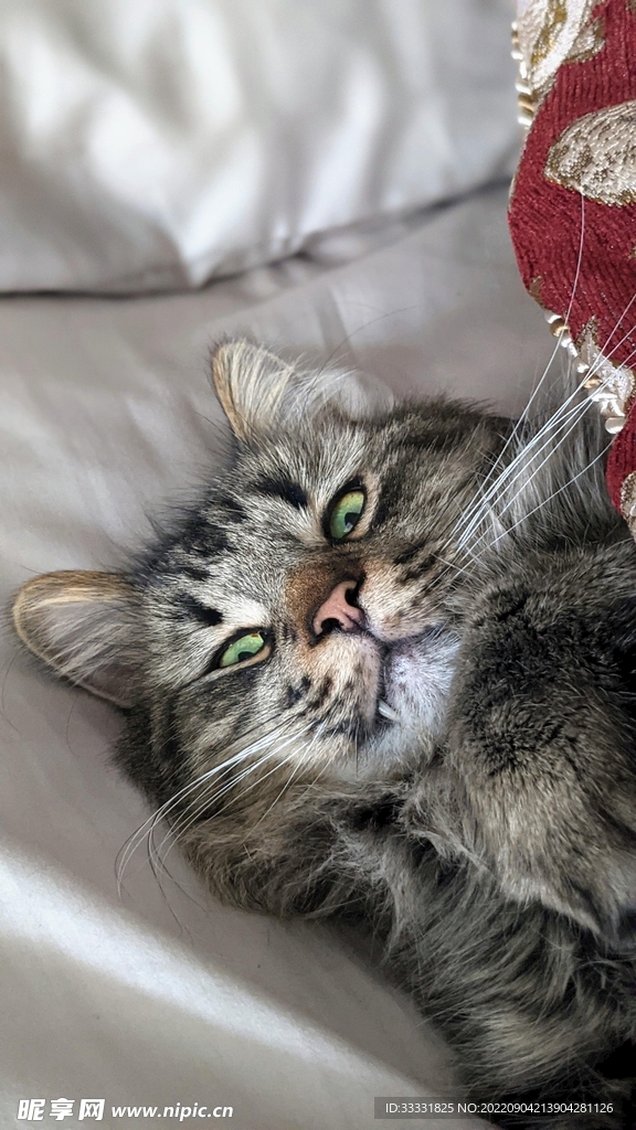 猫