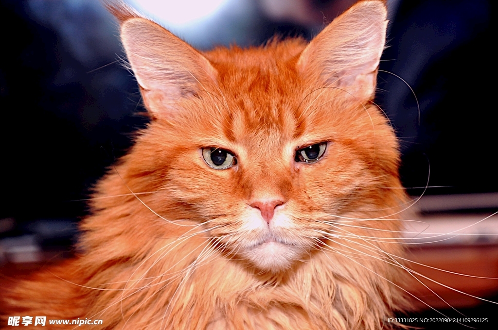 猫