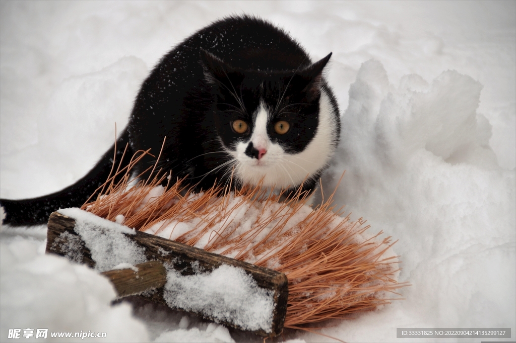 猫