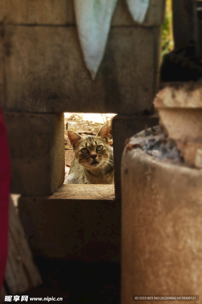 猫