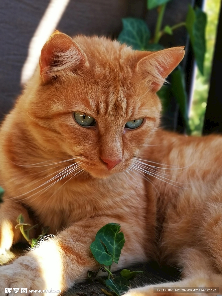 猫